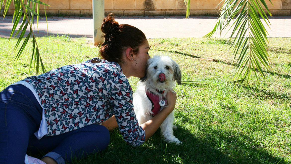 Demencia senil en perros: síntomas, tratamiento y consejos